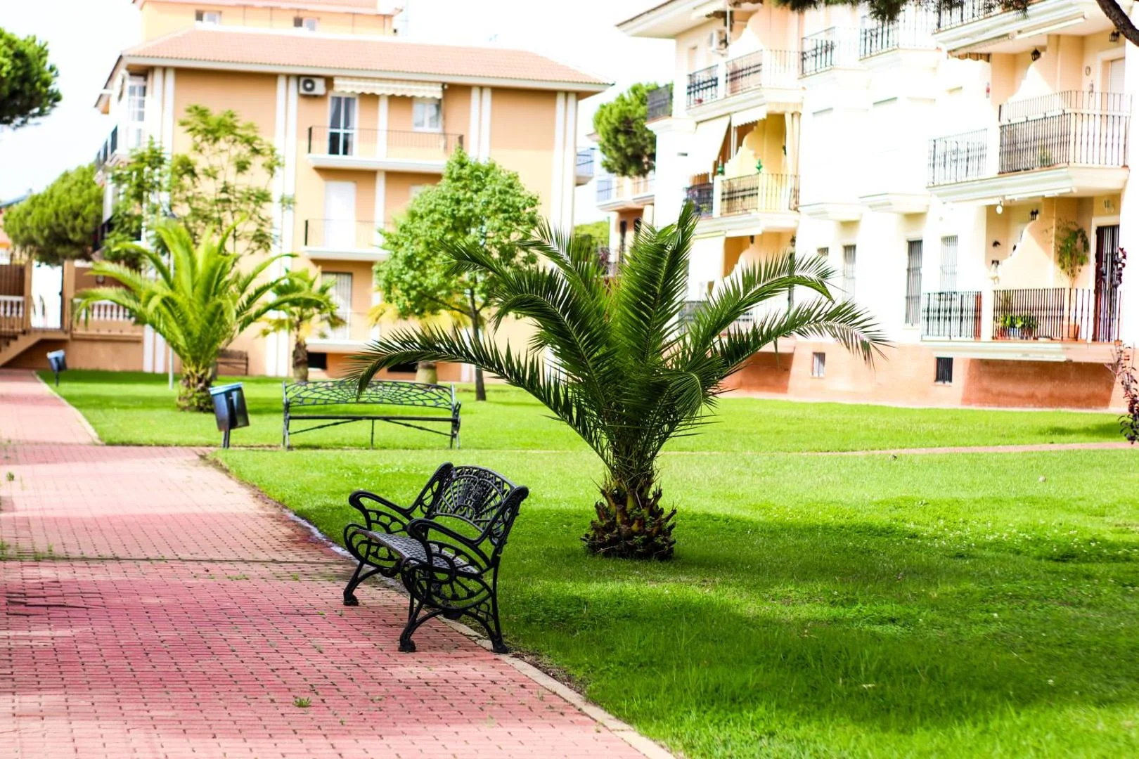 Paseo con bancos y palmeras en los jardines