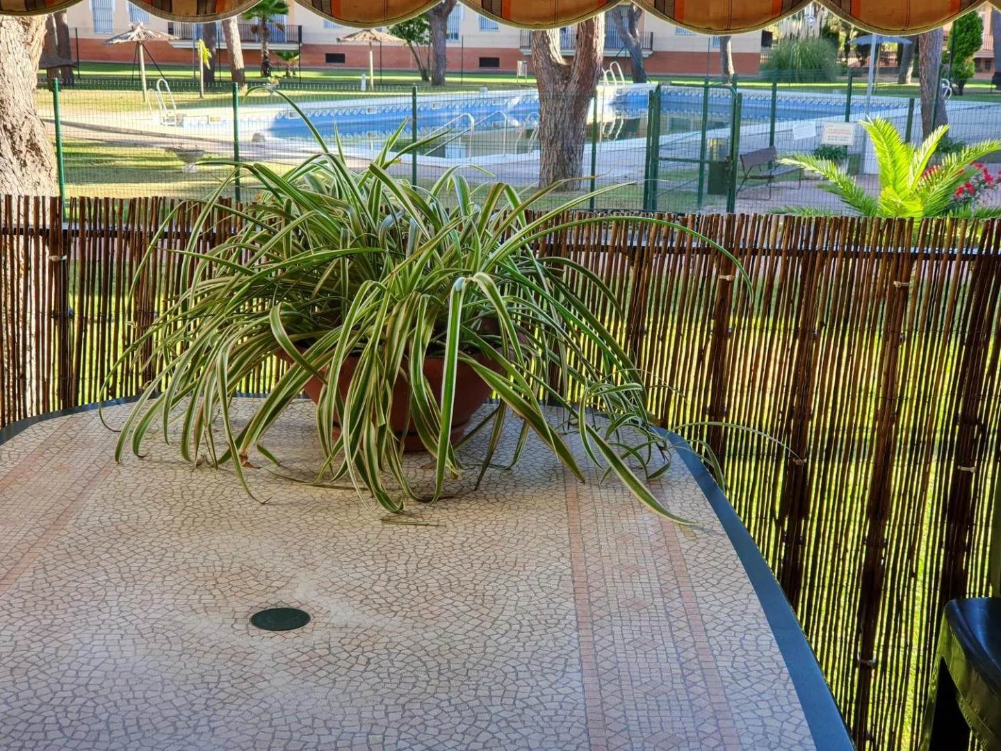 Planta sobre la mesa de la terraza con el jardín al fondo